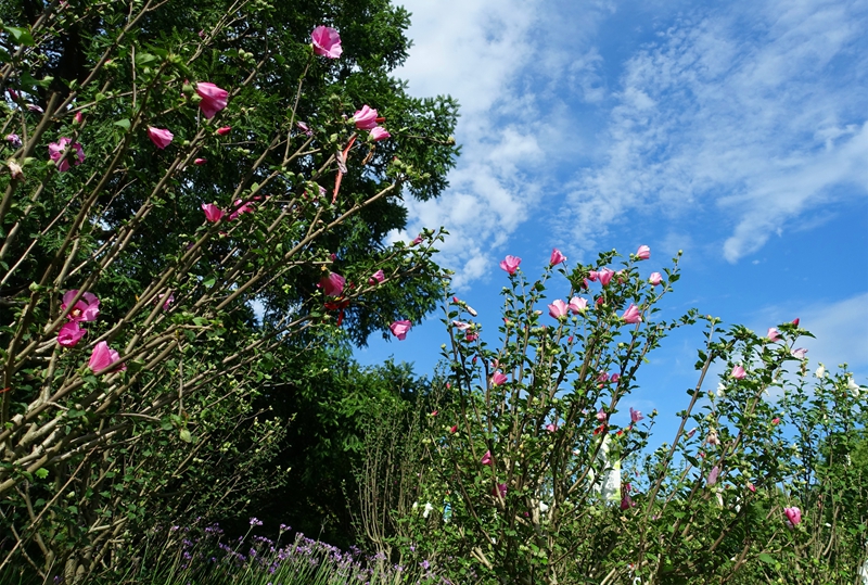 木槿6.jpg 木槿6.jpg