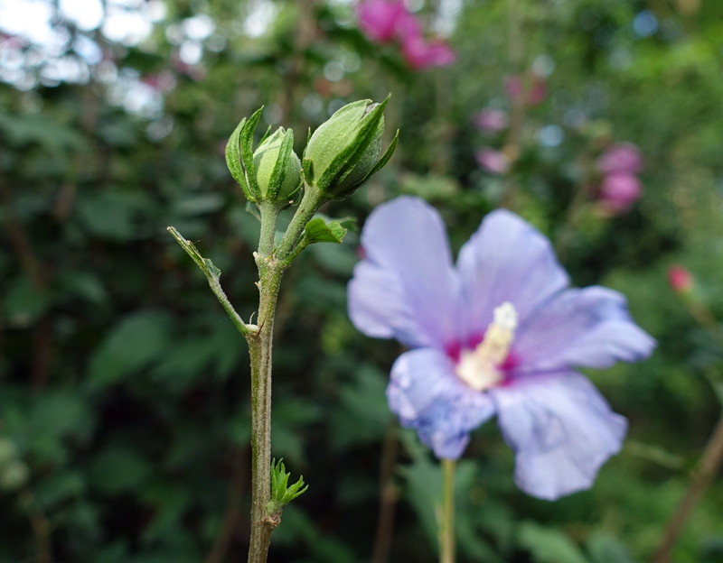 木槿7.jpg 木槿7.jpg