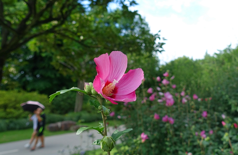 木槿8.jpg 木槿8.jpg