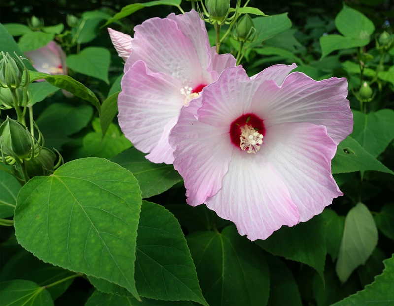 大花秋葵 (1).jpg