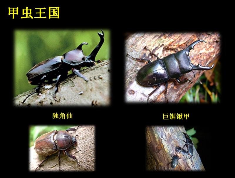 锹甲虫vs独角仙锹形虫图片