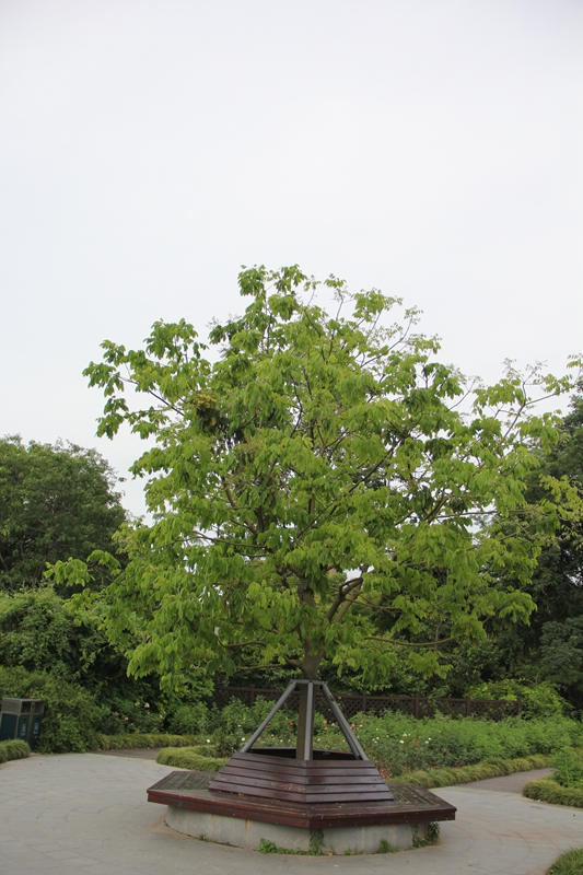 花榈木1.jpg