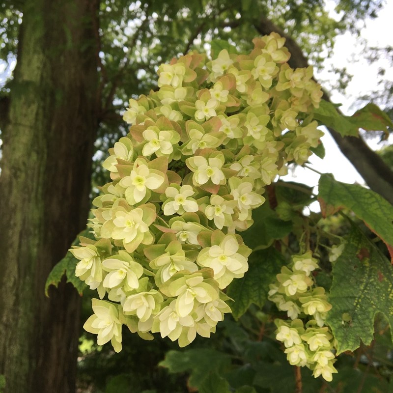 叶片3-7裂;圆锥状花序,花重瓣;开花初期花瓣白色,后渐转变成粉红色.