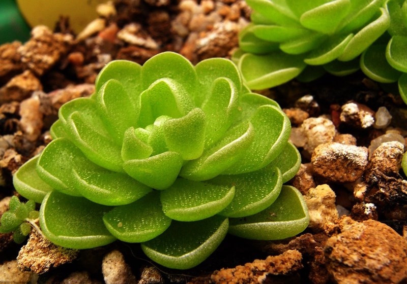 上海植物园超大"热带雨林缸"全新亮相