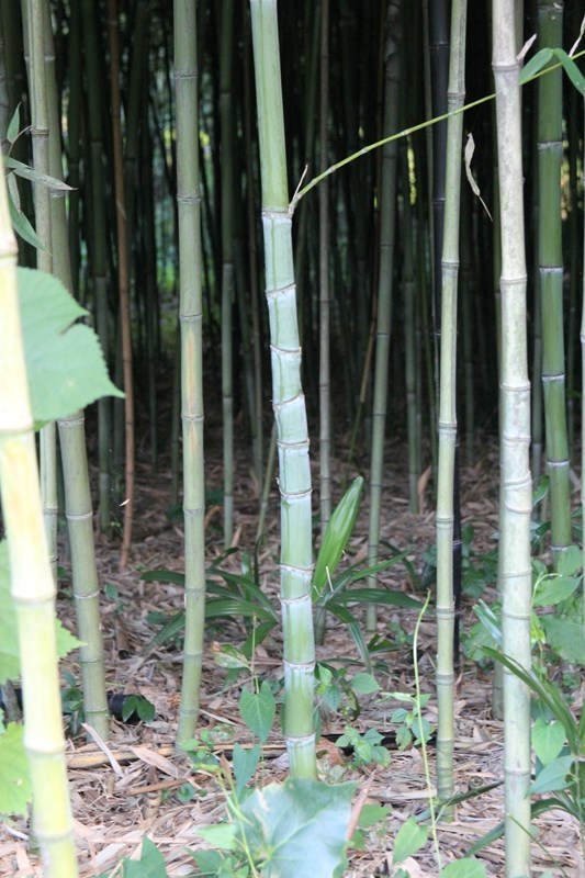 值得注意的是,为了获得观赏性强的杆型,要对罗汉竹采用抑制栽培,控肥