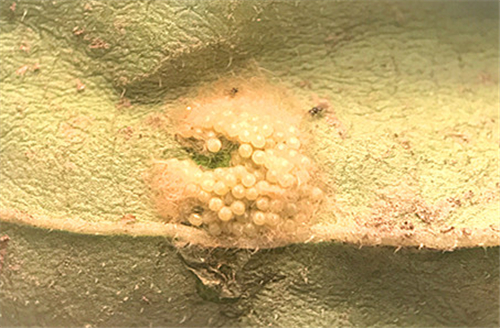 如何防治"搞事情"的甜菜夜蛾?