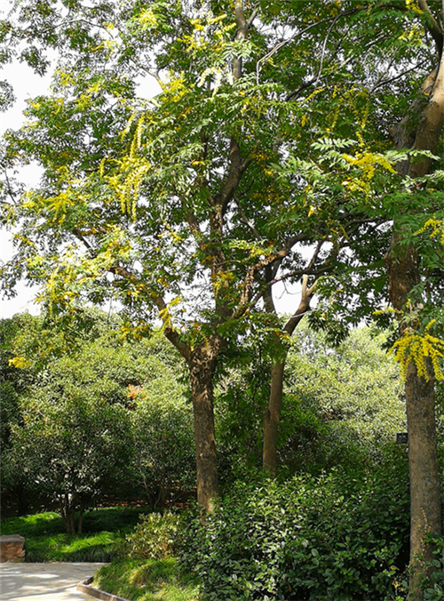 复羽叶栾树下起唯美金色花瓣雨