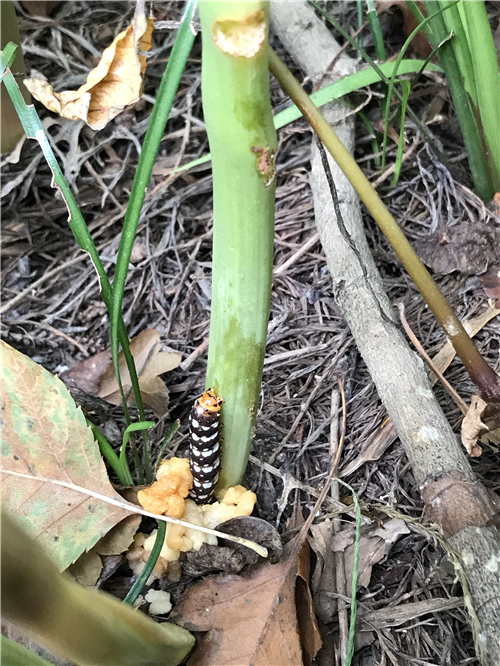 如何对付危害石蒜的斑马虫