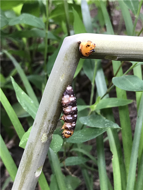 如何对付危害石蒜的"斑马虫"?