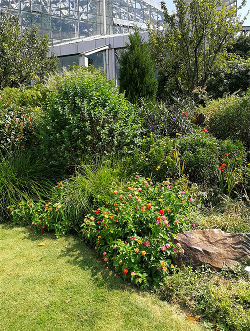 七色彩虹花点缀花境更缤纷