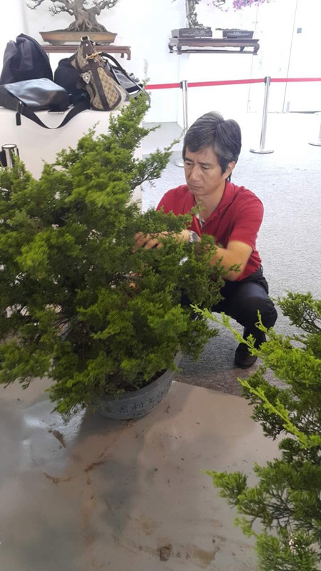 上海植物园大师亮相"中国杯"盆景大赛