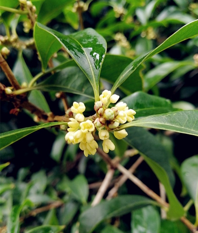 上海植物园早银桂初开与游人香伴国庆中秋