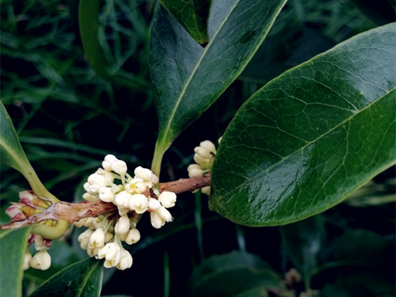 上海植物园早银桂初开与游人香伴国庆中秋