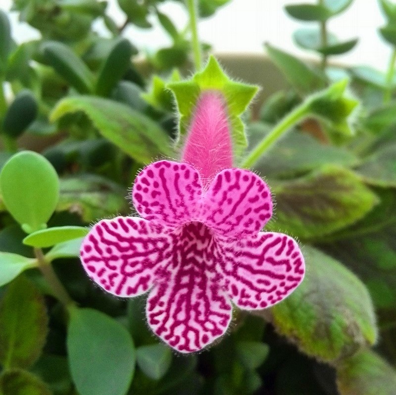 活动招募|有看有学有互动 苦苣苔讲座diy抢先报!