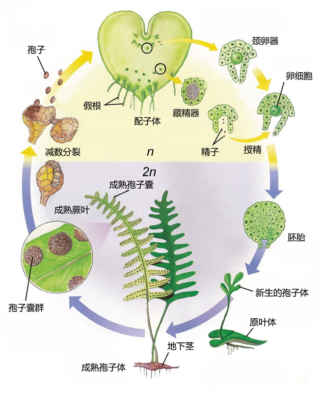 蕨原叶体精子器图片