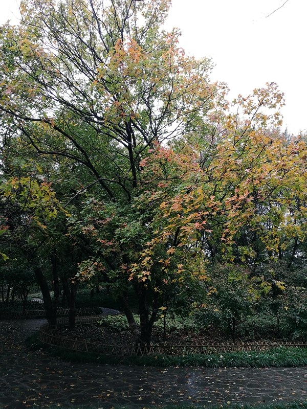 上海植物园槭树园秋色掠影
