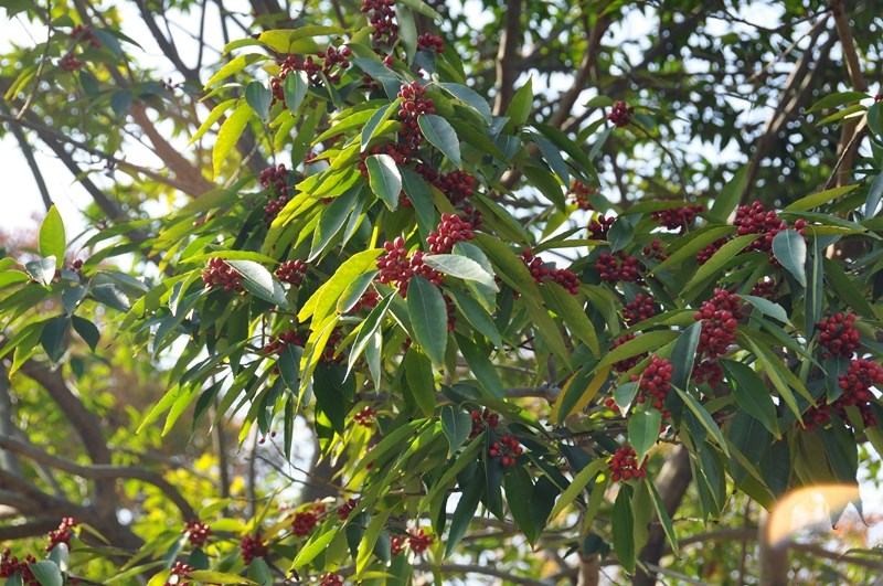 冬青1.jpg