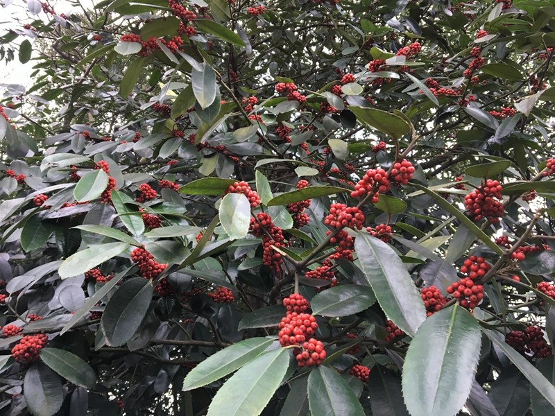 大叶冬青(冬青科 冬青属)ilex latifolia-2.jpg