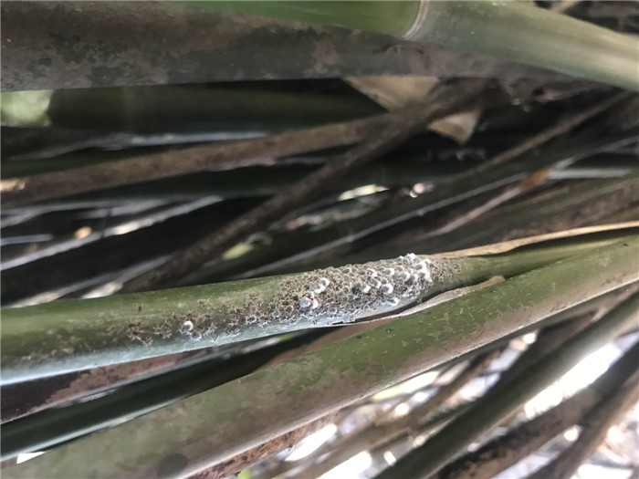 竹子上的蚜虫图片
