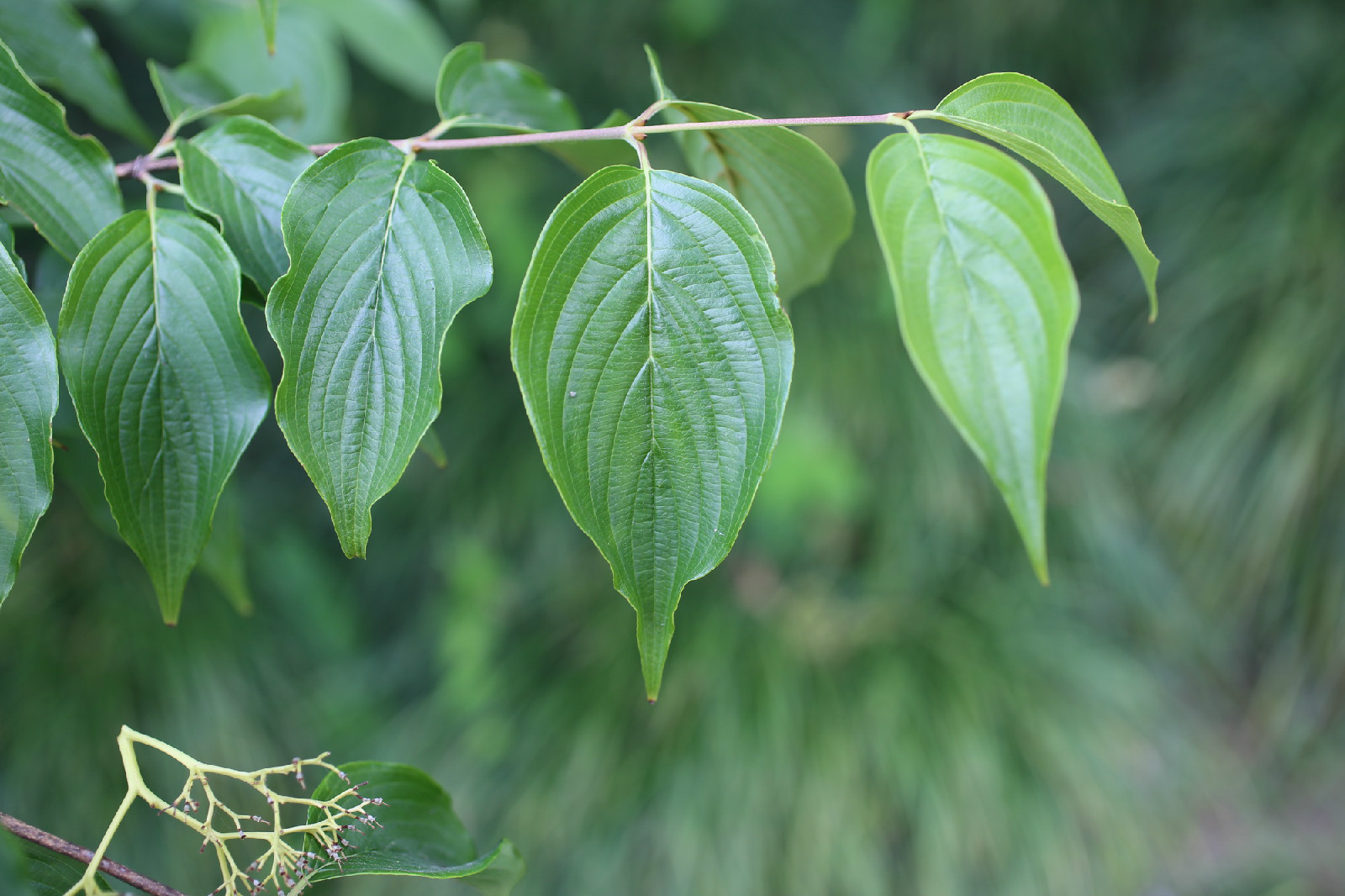 山茱萸迎风傲骨不畏气温的多变,每年都在春寒料峭中开花.