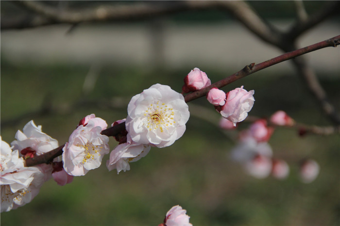 2018年3月20180309周末佳人接踵至,上植园里春意闹改小1淡丰后梅
