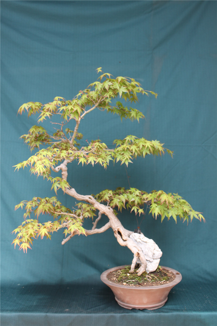 盆景园迎来槭树盆景最佳观赏期