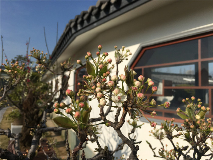 U:\信息报送\盆景管理中心\2018年\3月\信息\20180315梨花\改小\梨花 (3).jpg