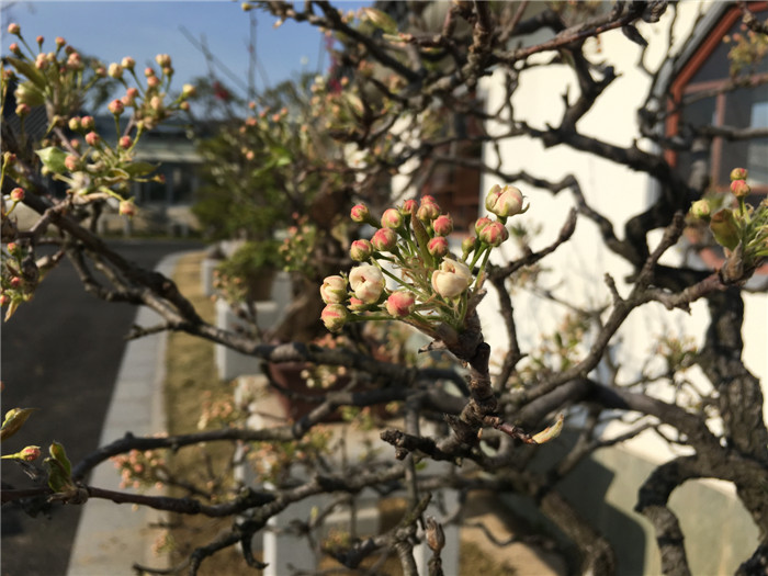U:\信息报送\盆景管理中心\2018年\3月\信息\20180315梨花\改小\梨花 (2).jpg
