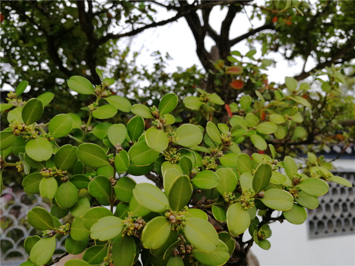 管理中心2018年3月信息古文观止话盆景(一)改小瓜子黄杨开花