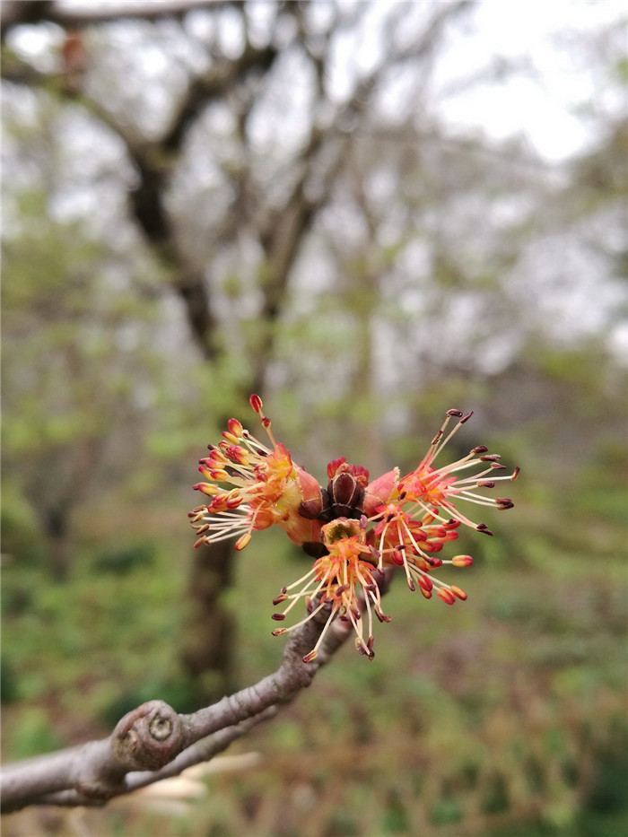 u:信息报送园艺科2018年3月美国红花槭改小照片1.jpg