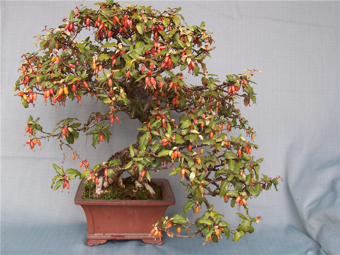 而盆景园内的这些胡颓子盆景,收到