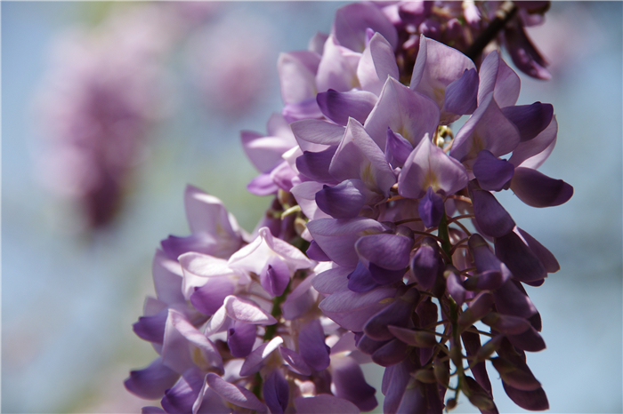 u:信息报送盆景管理中心2018年3月信息紫藤改小紫藤花 (1).