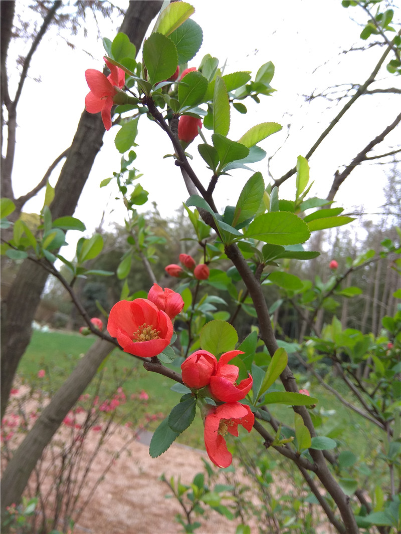 毛叶木瓜   chaenomeles cathayensis  常用名:木瓜海棠,蔷薇科木瓜属