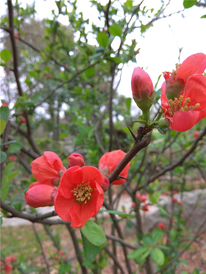 Ƥľ   chaenomeles speciosa  :,Ǿޱľ