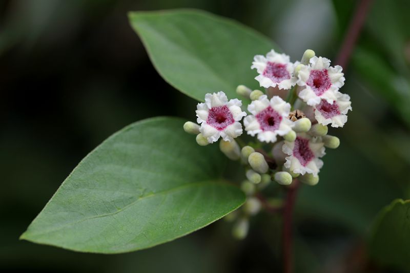 鸡矢藤(paederia foetida),茜草科鸡矢藤属多年生草质藤本_副本.jpg