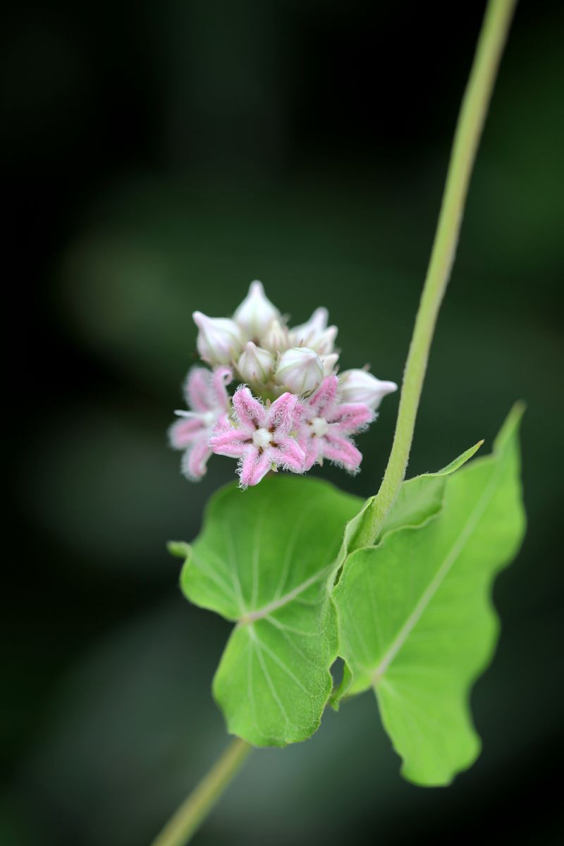萝藦(metaplexis japonica),萝藦科萝藦属多年生草质藤本_副本.jpg