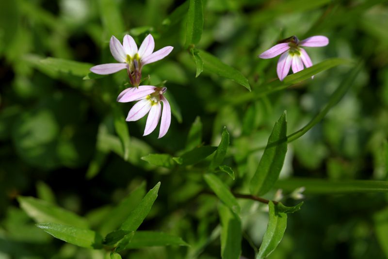 半边莲(lobelia chinensis),桔梗科半边莲属多年生草本_副本.jpg