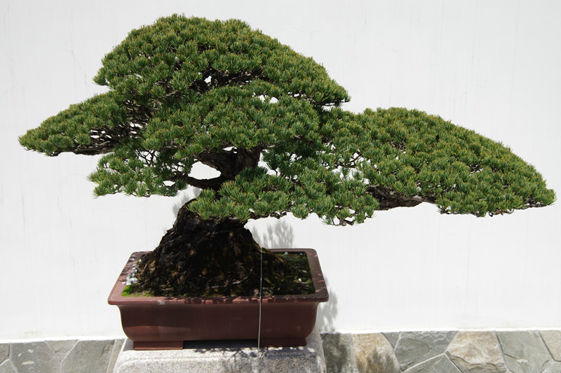 盆景.jpg