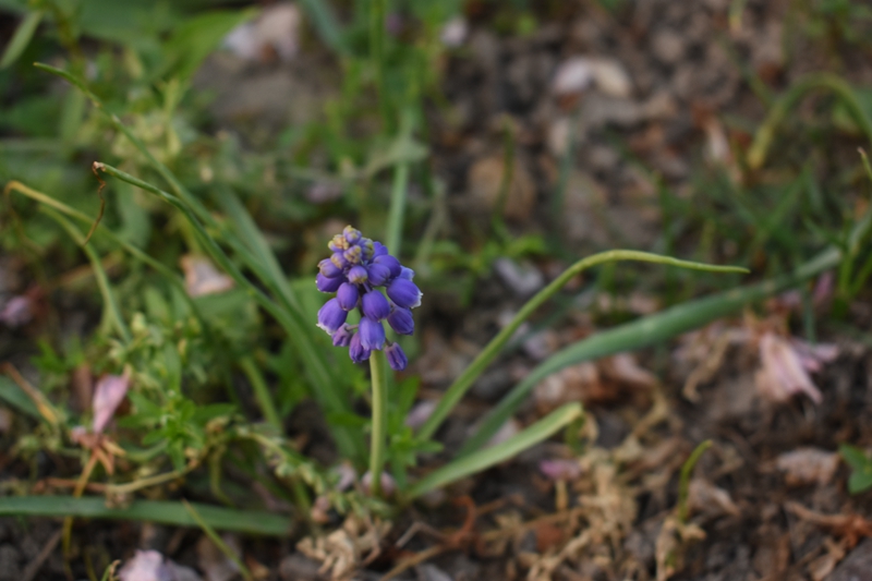 图 二 可爱的风信子.jpg