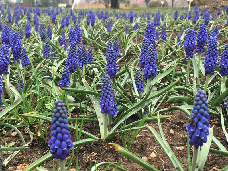 图一 传统的葡萄风信子.jpg