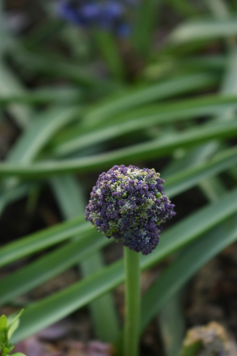 图四 迷你西兰花.jpg