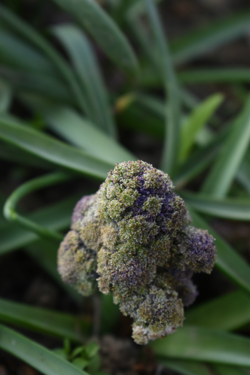 图五 紧实的花序.jpg