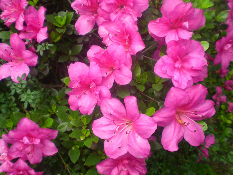 夏鹃,原产印度和日本,主要指皋月杜鹃(r.