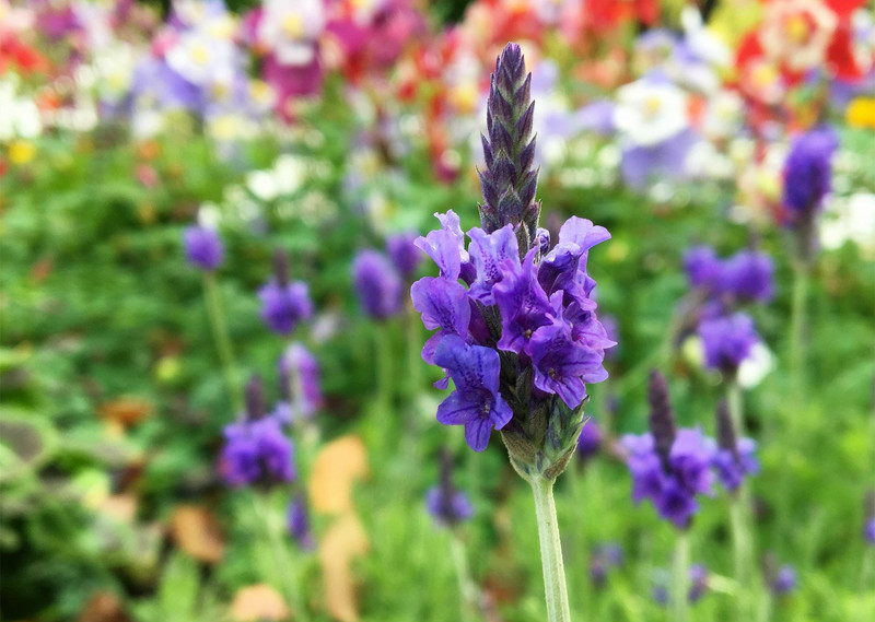 lavandula angustifolia 薰衣草(唇形科 薰衣草属).jpg
