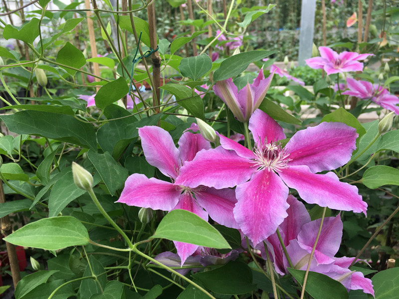 2018上海(国际)花展—花漾徐家汇之铁线莲