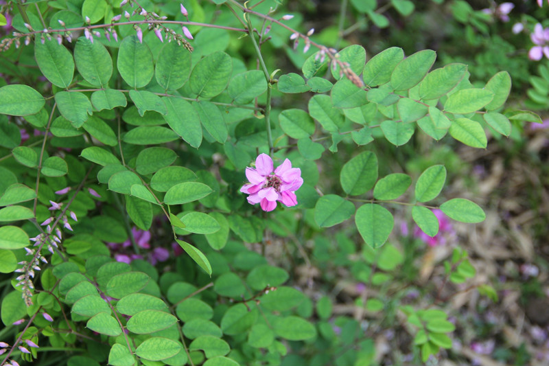 苏木蓝(indigofera carlesii),豆科木蓝属,灌木,幼