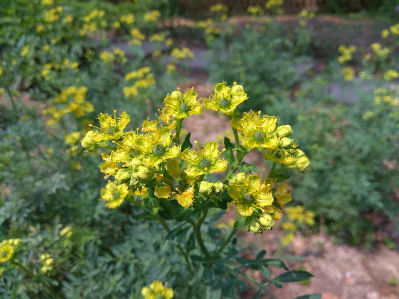 上植花讯有文化的植物芸香