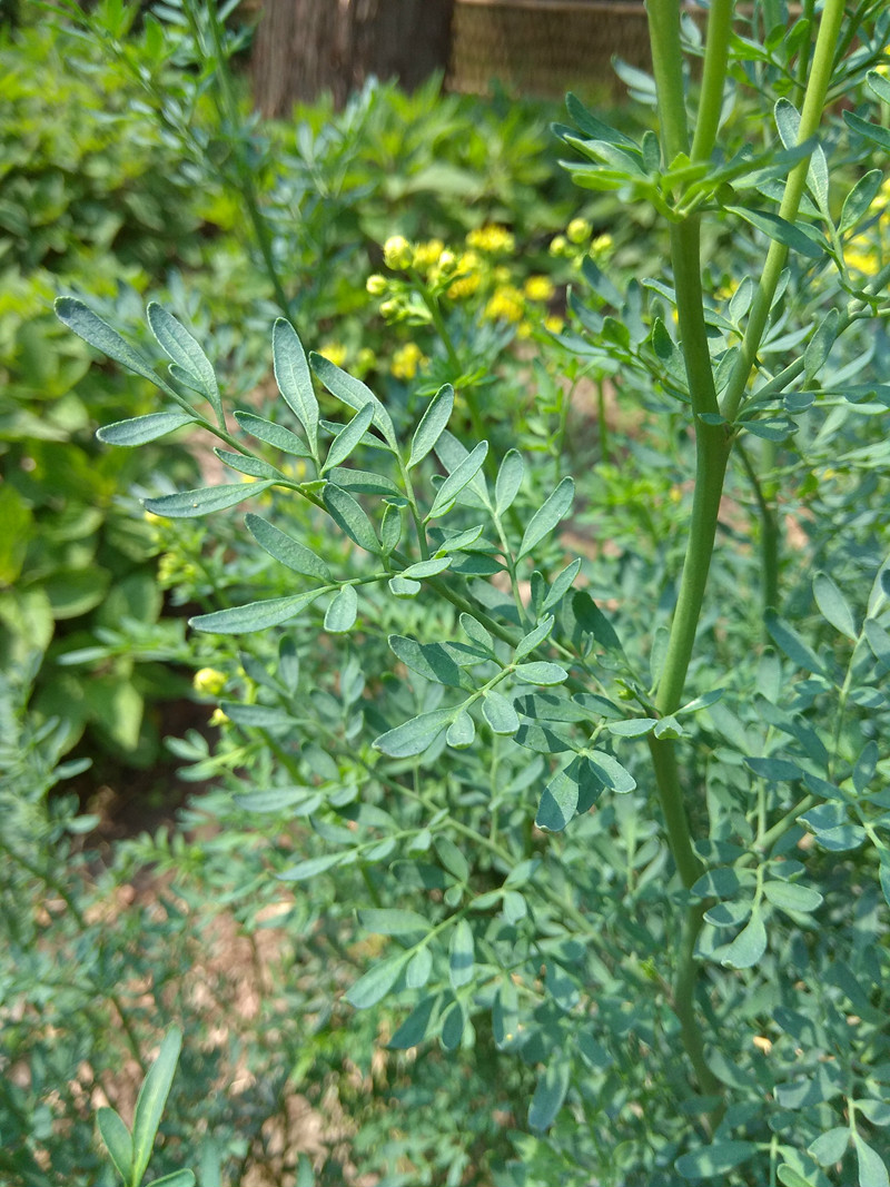 上植花讯有文化的植物芸香