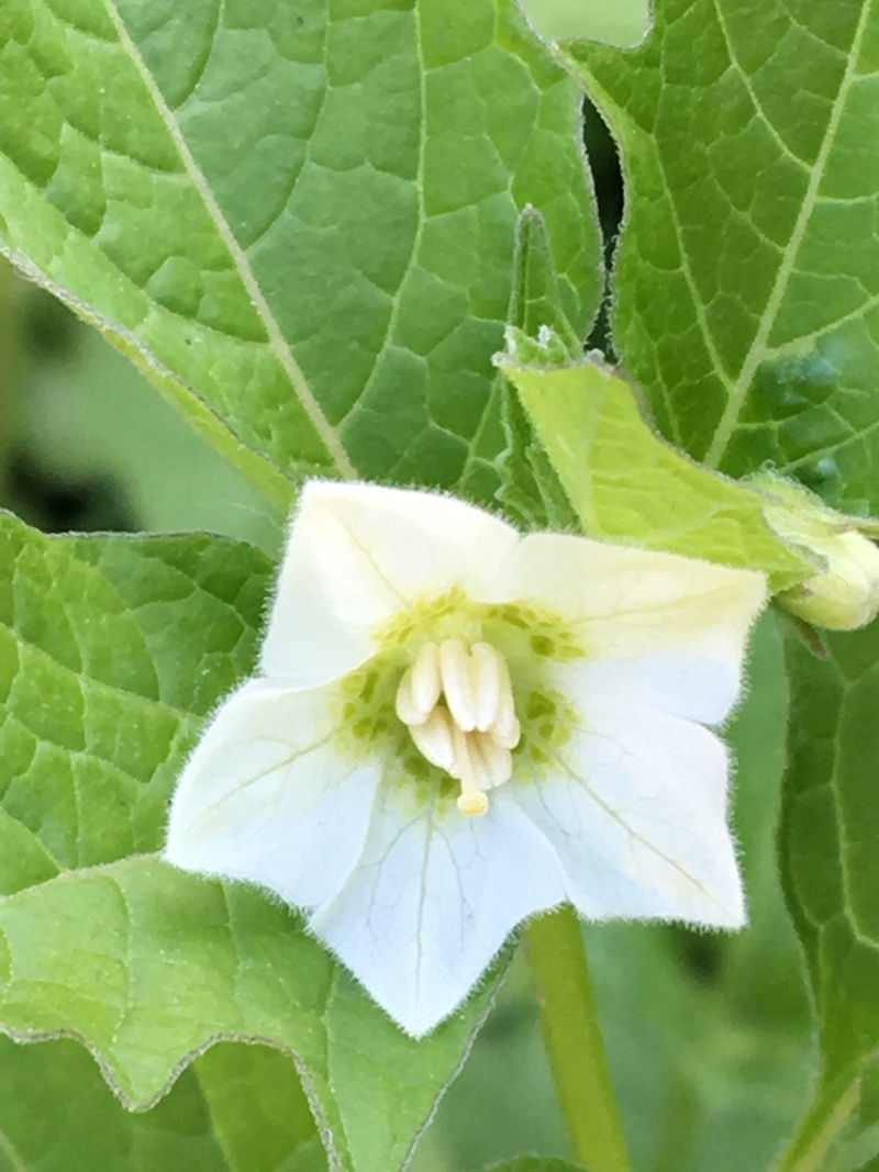 花单生,花梗开花时直立,后向下弯曲,密生柔毛;花冠辐状,白色,5裂.