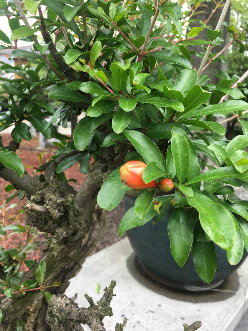 上植花讯只有榴花不怨东风